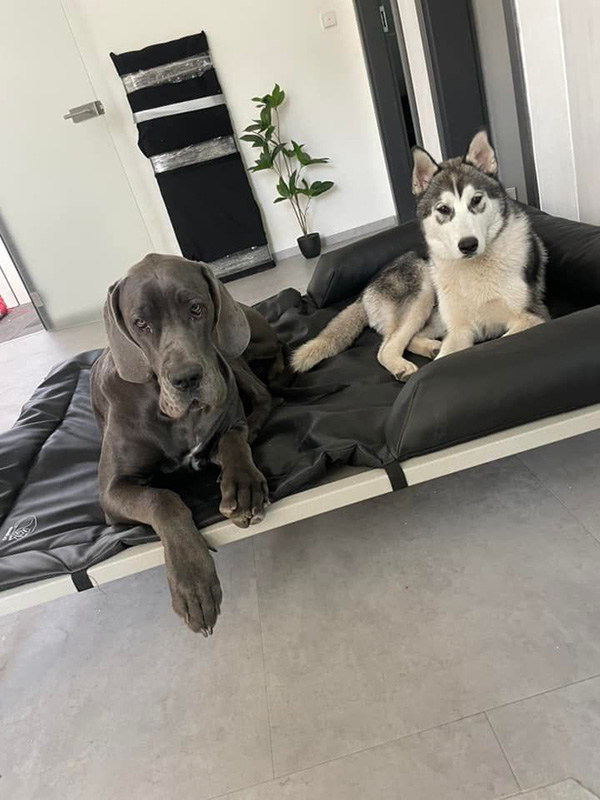 doga husky